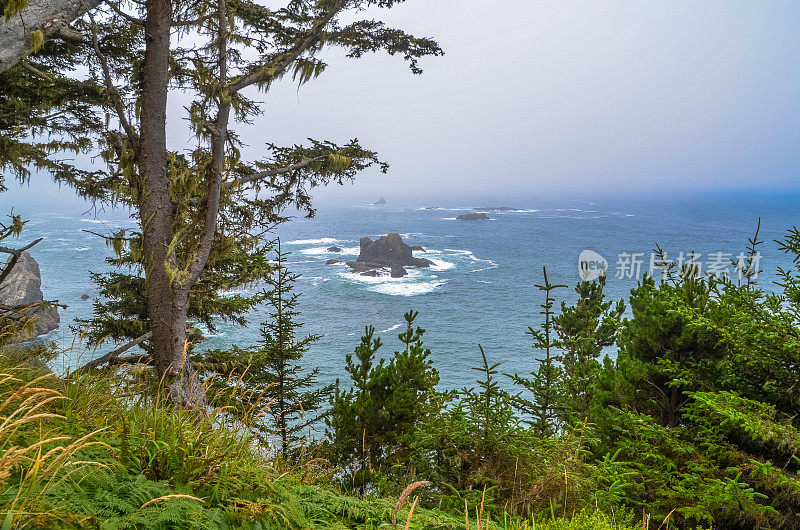 太平洋和俄勒冈海岸/海滩-沙子，冲浪，和茂密的森林